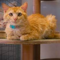 Thumbnail photo of Phoenix #2