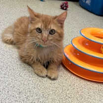 Thumbnail photo of Phoenix #3