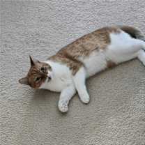 Thumbnail photo of Livy #4