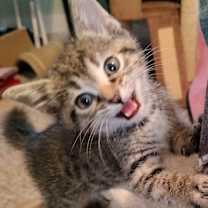 Thumbnail photo of Goose Berry #3