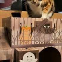 Thumbnail photo of M'Ola 05-4312 #2