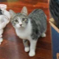 Thumbnail photo of MARCO & MARCELLO #2