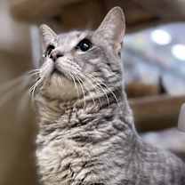 Thumbnail photo of Cedric #3