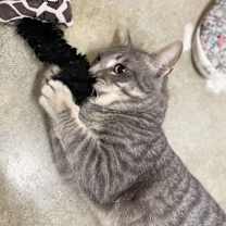 Thumbnail photo of Cedric #4