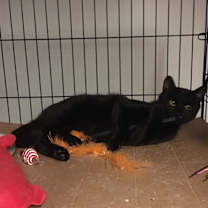 Thumbnail photo of Julio bonded with  Bonnie #1
