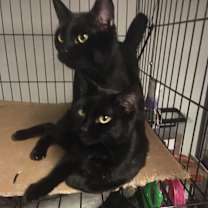 Thumbnail photo of Julio bonded with  Bonnie #2