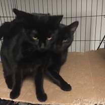 Thumbnail photo of Julio bonded with  Bonnie #3
