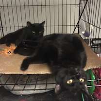 Thumbnail photo of Julio bonded with  Bonnie #4