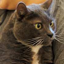 Thumbnail photo of Charlie #1