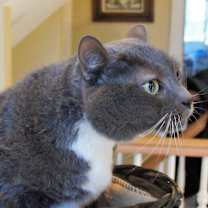 Thumbnail photo of Charlie #2