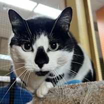 Thumbnail photo of Gracie #2