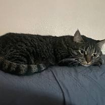 Thumbnail photo of Molly #2