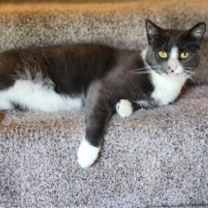Thumbnail photo of Finn #2