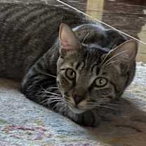 Thumbnail photo of Regent #1
