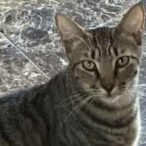 Thumbnail photo of Regent #2