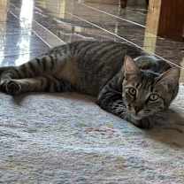 Thumbnail photo of Regent #3