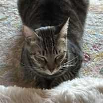 Thumbnail photo of Regent #4