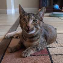 Thumbnail photo of Leia #1