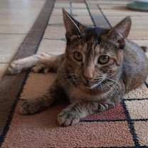Thumbnail photo of Leia #2