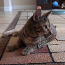 Thumbnail photo of Leia #3