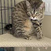 Thumbnail photo of Pepper #2