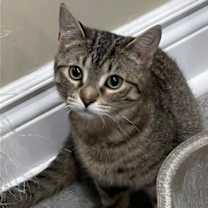 Thumbnail photo of Pepper #3