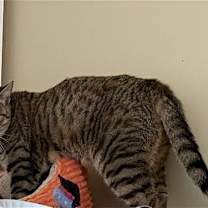 Thumbnail photo of Pepper #4