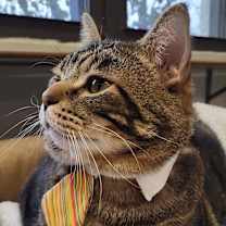 Thumbnail photo of Lance Bass #2