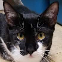 Thumbnail photo of Balboa - Cat Room #2