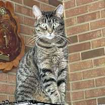 Thumbnail photo of Stripes #1