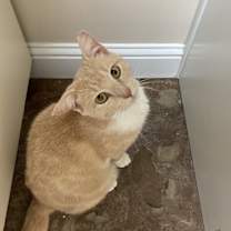Thumbnail photo of Chester #1
