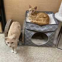 Thumbnail photo of Chester #2