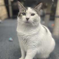 Thumbnail photo of Gris #4