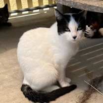 Thumbnail photo of Cannoli #1