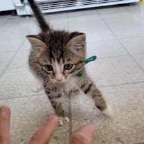 Thumbnail photo of Presley #1