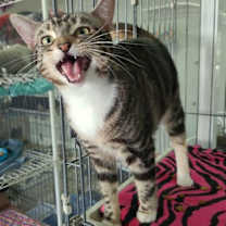 Thumbnail photo of Lola #1