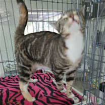 Thumbnail photo of Lola #3