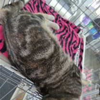 Thumbnail photo of Lola #4