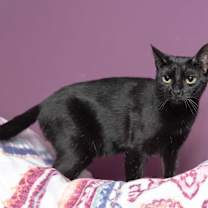 Thumbnail photo of Bugs #4