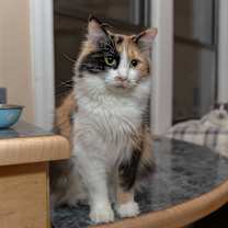 Thumbnail photo of Mittens #3