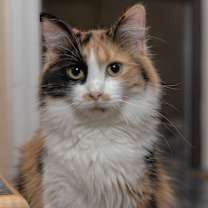 Thumbnail photo of Mittens #4