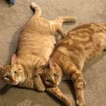 Thumbnail photo of zz 'Luke and Leia' courtesy listing #1