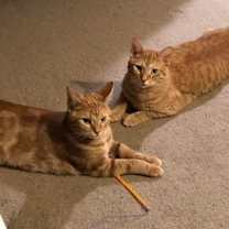 Thumbnail photo of zz 'Luke and Leia' courtesy listing #2