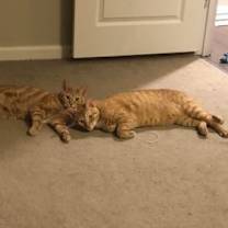 Thumbnail photo of zz 'Luke and Leia' courtesy listing #3