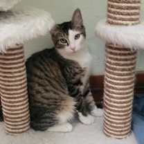 Thumbnail photo of Bow #1