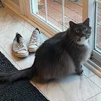 Thumbnail photo of zz 'JoJo' courtesy listing #2