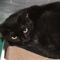 Thumbnail photo of Morticia (Spayed) #1
