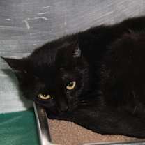 Thumbnail photo of Morticia (Spayed) #2