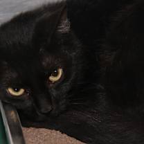 Thumbnail photo of Morticia (Spayed) #3