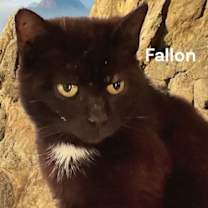 Thumbnail photo of Fallon #1